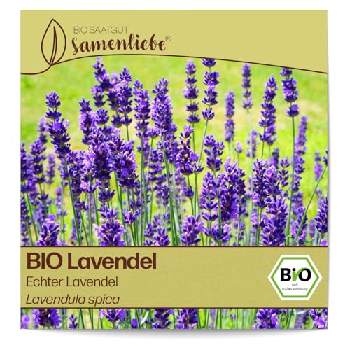 Samenliebe BIO Lavendel Samen alte Sorte Echter Lavendel Wildkraut Bienenpflanze 300 Samen samenfestes Kräuter Saatgut für Küche indoor und Balkon Garten BIO Kräutersamen mehrjährig und winterhart