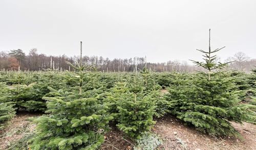 3st. Nordmanntanne 25-40cm im Topf Jungpflanzen – Abies nordmanniana | Forstpflanzen & Weihnachtsbaum-Anzucht | Robuste Nadelbäume für Wald, Garten & Christbaumkulturen