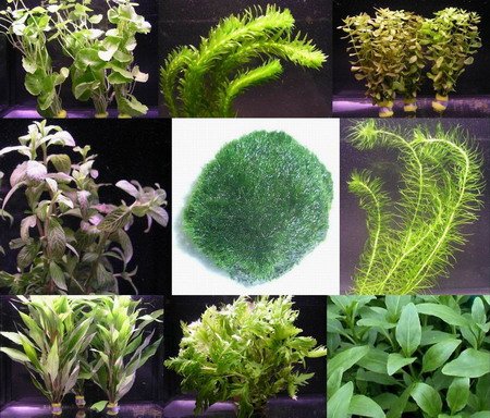 WFW wasserflora Anti-Algen-Set, Sortiment schnellwachsene 5 Arten + 1 Mooskugel (ca. 5 cm, 8-15 Jahre alt)