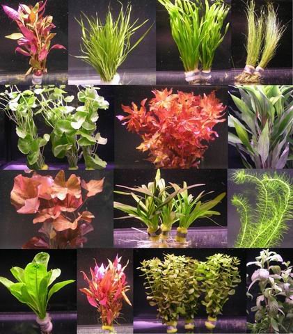 WFW wasserflora 10 Bunde mit über 80 Aquarium-Pflanzen - großes buntes Sortiment für ein 100 Liter Aquarium, Wasserpflanzen für Vorne, Mitte und Hinten