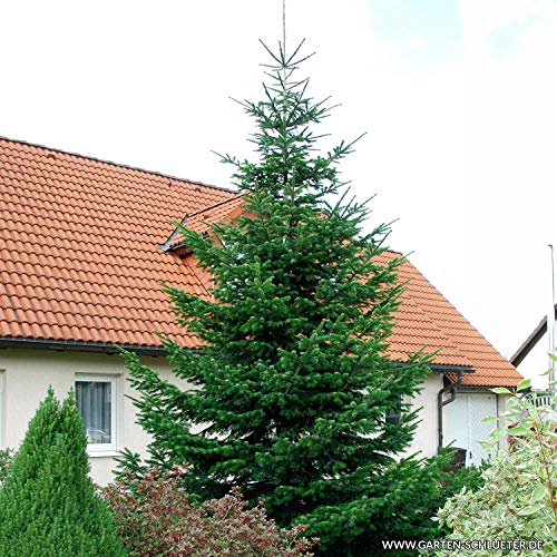 Nordmann-Tanne - Abies nordmanniana Weihnachtsbaum Tannenbaum Container-Pflanze Immergrün Winterhart - Tannen von Garten Schlüter - Pflanzen in Top Qualität