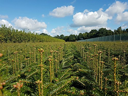 5st. Nordmanntannen 25-40cm 5j. Nordmanntanne Weihnachtsbaum Abies nordmanniana Wurzelware