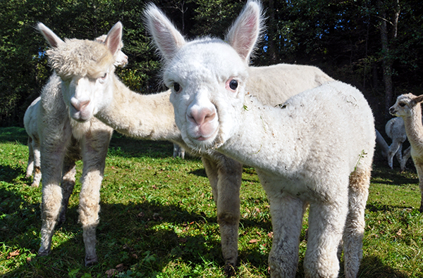Alpaka Trekking für 2 Raum Dachau (4,5 Std.)