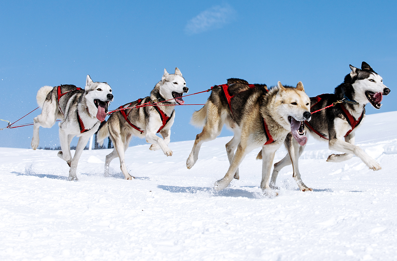 Husky-Ausfahrt & -Trekking im Altmühltal
