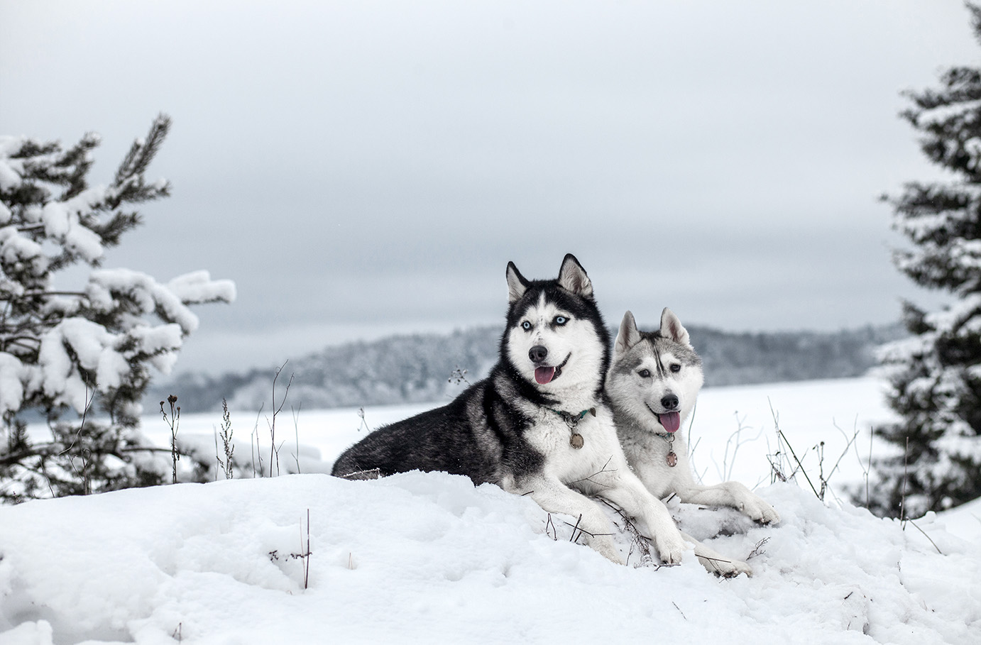 Husky Trekking Rüthen
