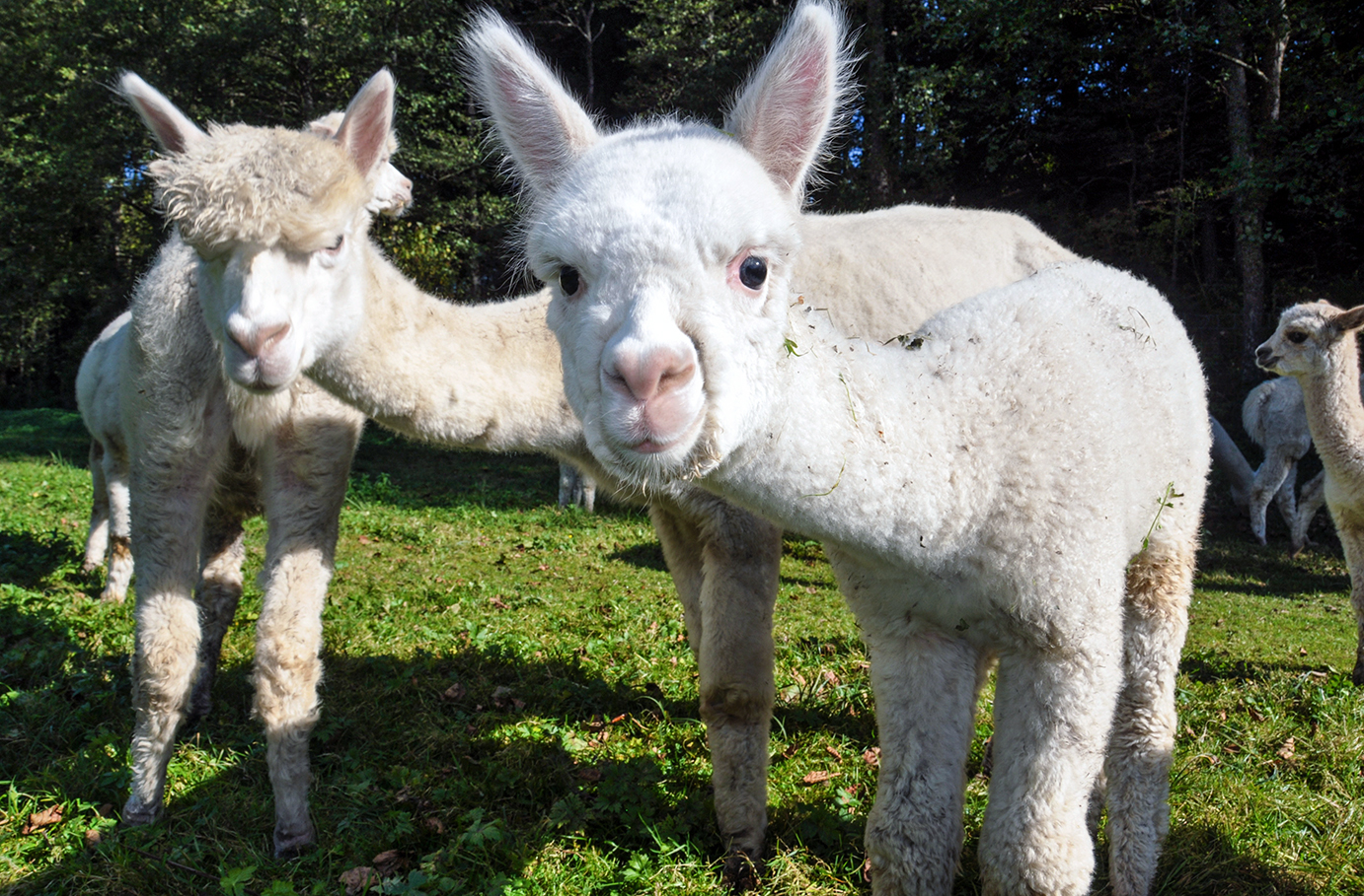 Alpaka Trekking für 2 Raum Dachau (4,5 Std.)