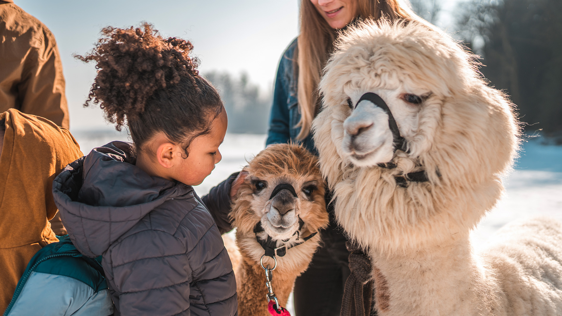 Alpaka Trekking Jettingen-Scheppach