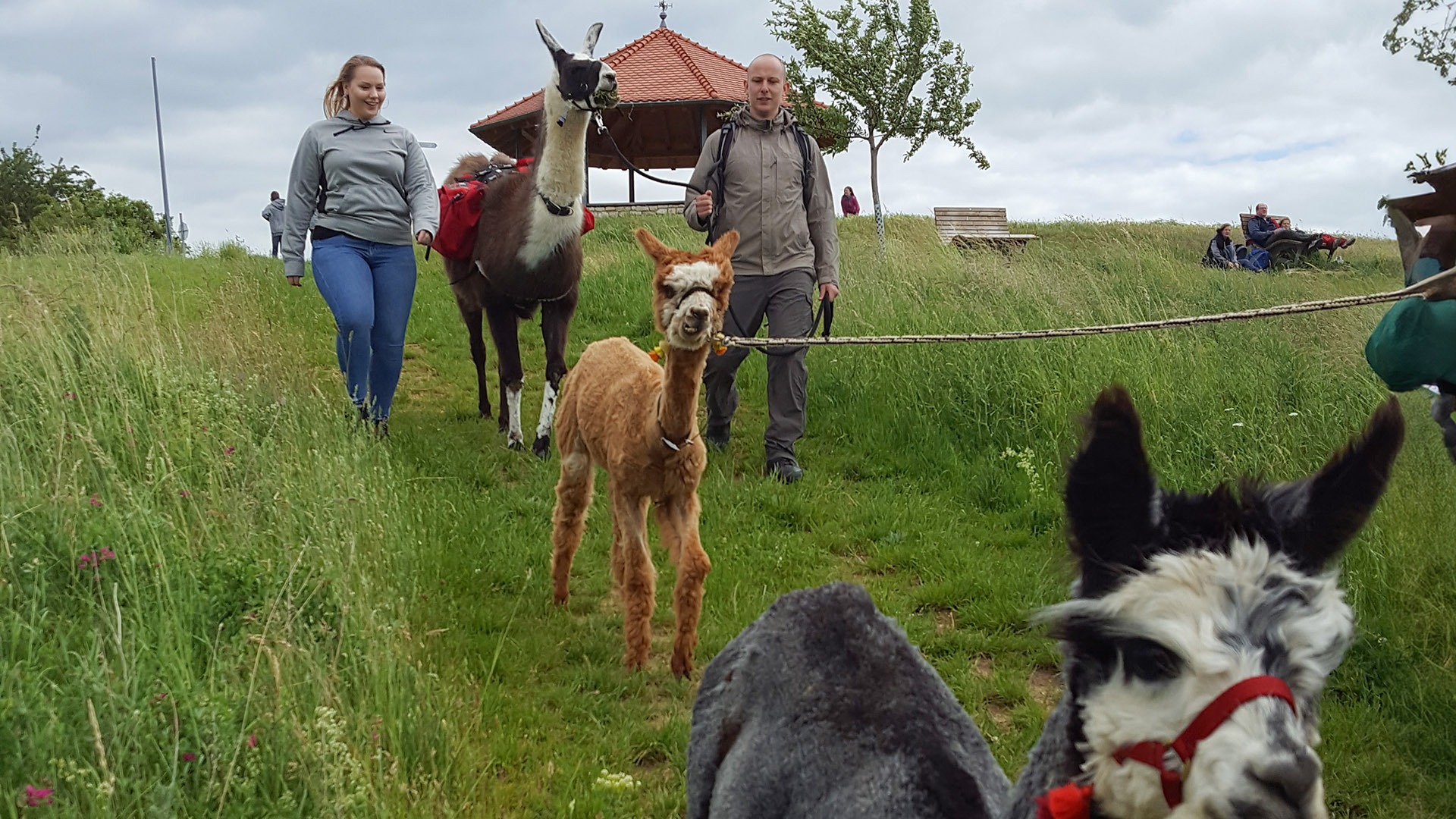 Alpaka-Trekking-Tour Stadecken-Elsheim