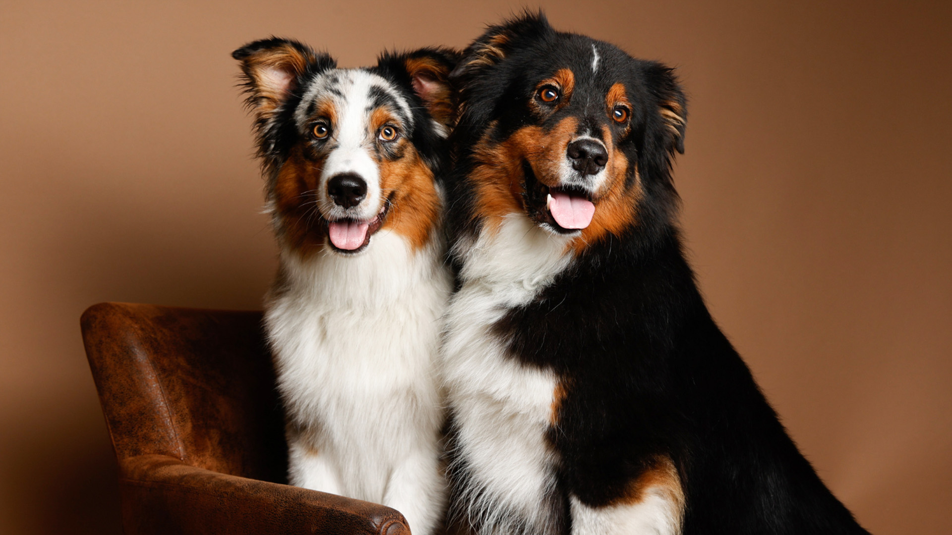 Tier Fotoshooting Mönchengladbach