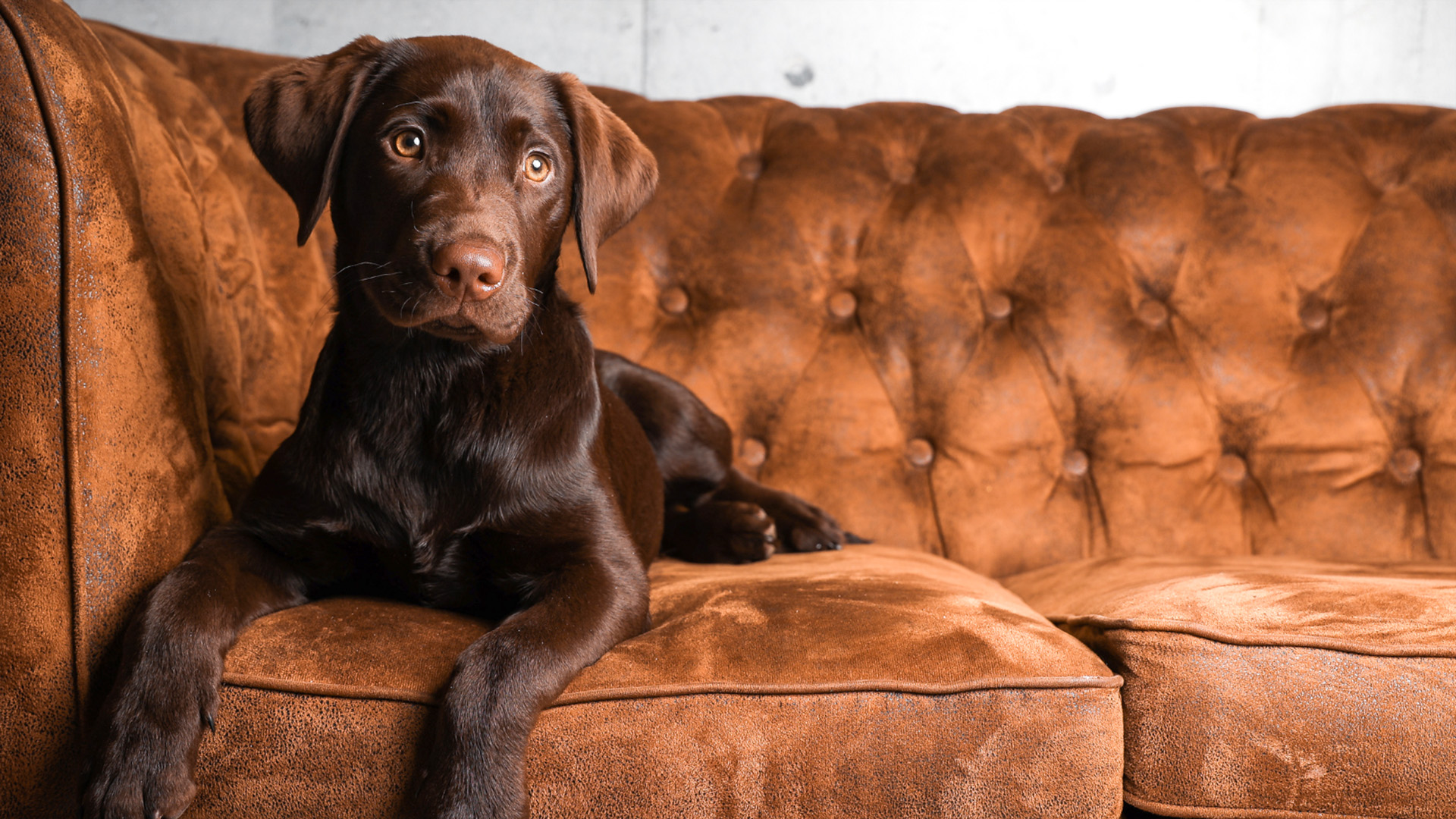 Tier Fotoshooting Ludwigsburg