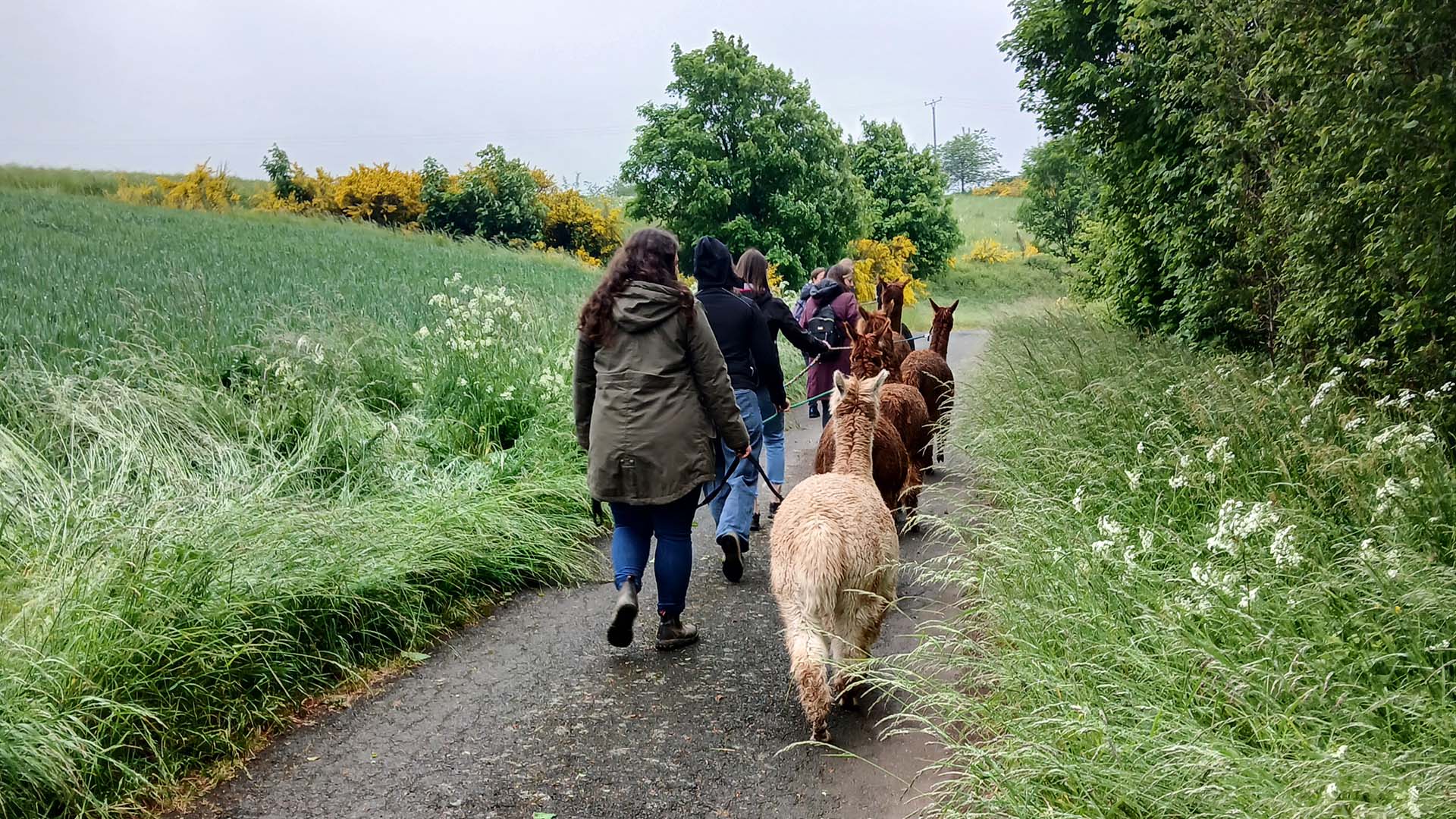 Alpaka-Trekking-Tour für 2 Plütscheid (6 Std.)