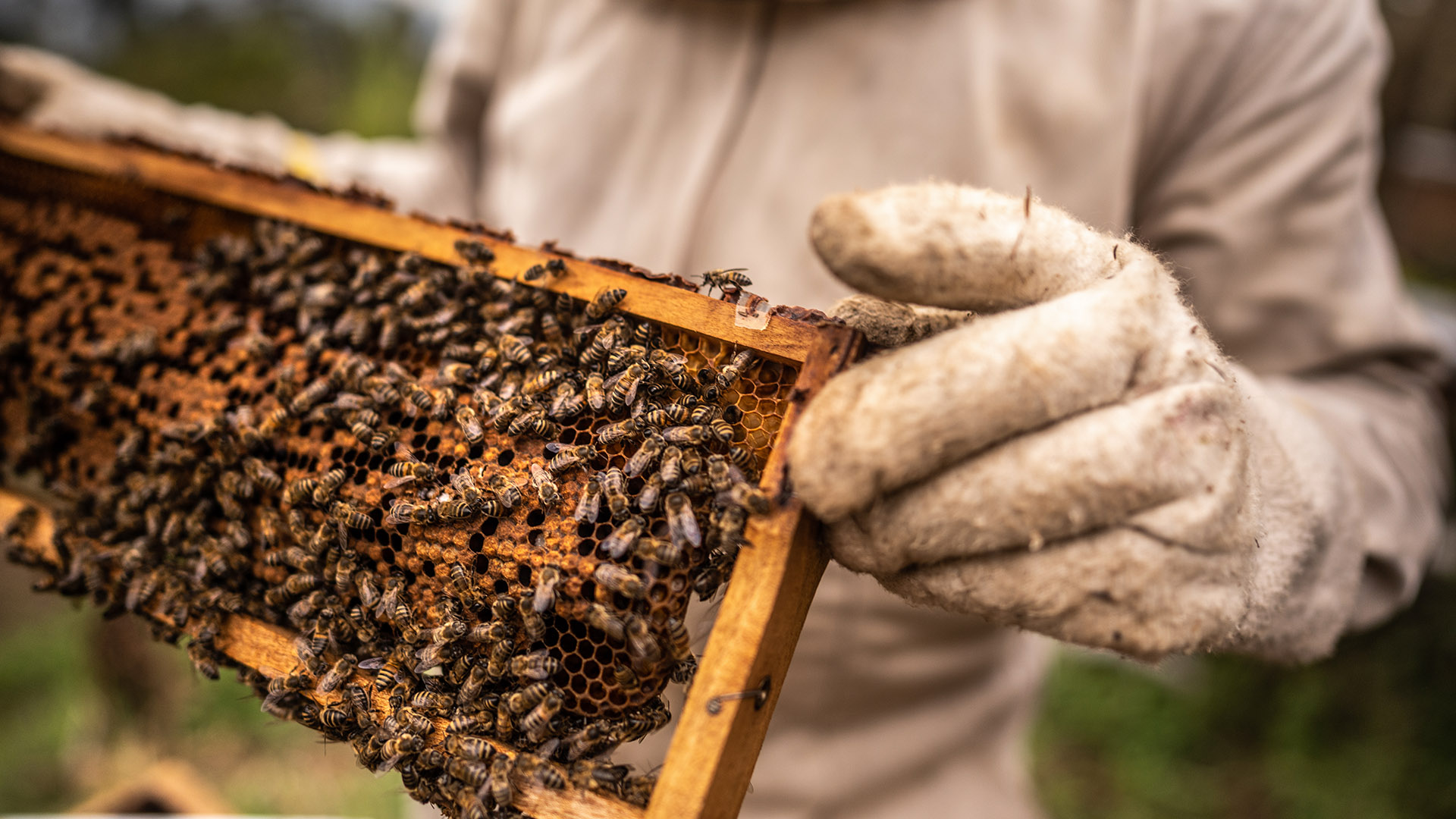 Besuch beim Imker mit Honig-Verkostung für 2