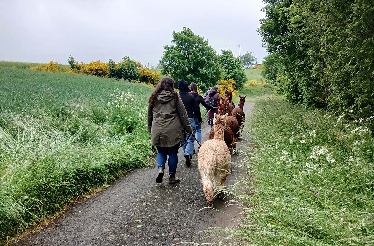 Alpaka-Trekking-Tour für 2 Plütscheid (6 Std.)