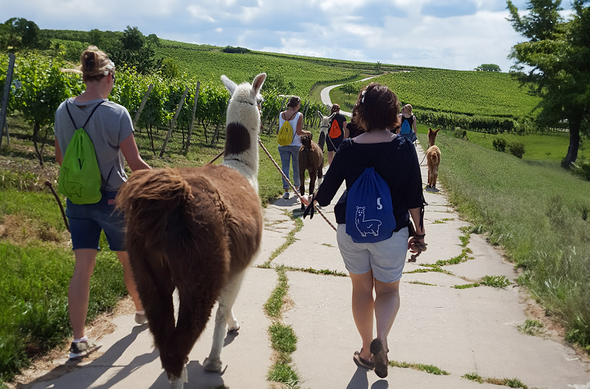 Alpaka-Trekking-Tour für 2 Stadecken-Elsheim