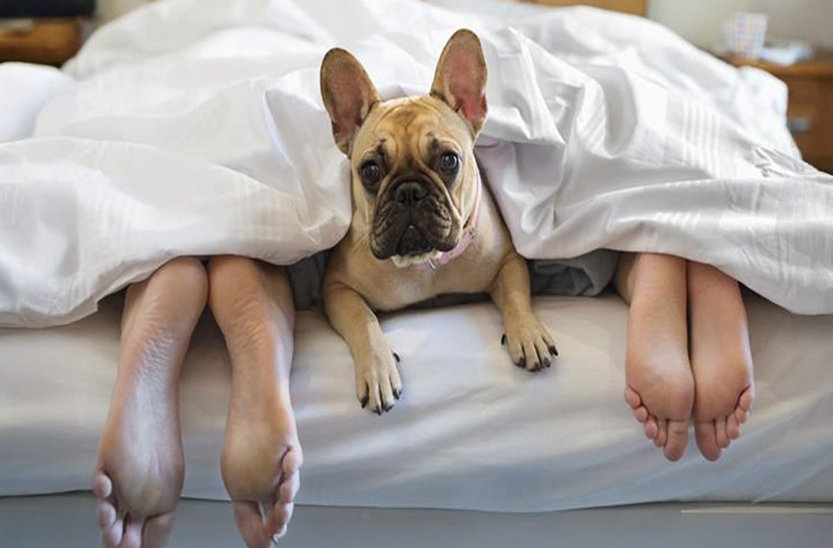 Urlaub mit Hund im Schloss für 2 (2 Nächte)