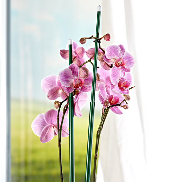 Teleskop-Pflanzenstangen, 6er-Set