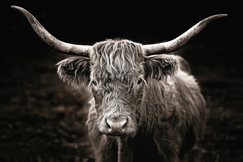 Kunstdruck auf Keilrahmen HOCHLANDRIND 90X60CM