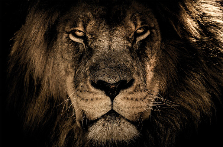 Keilrahmen Löwe 118 x 78