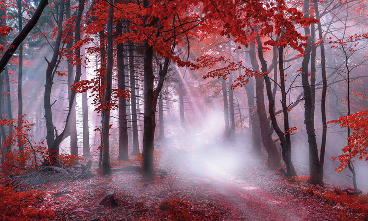 Kunstdruck auf Keilrahmen ROTER WALD 150x90cm