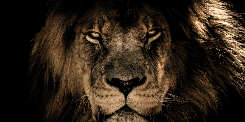 Kunstdruck auf Keilrahmen LÖWENKOPF 100x50cm