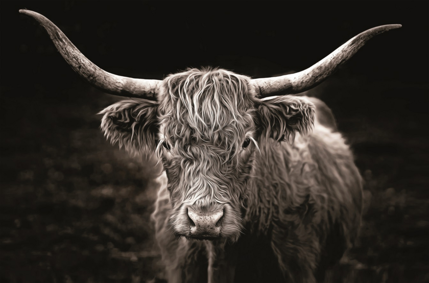 Kunstdruck auf Keilrahmen HOCHLANDRIND 118x78cm