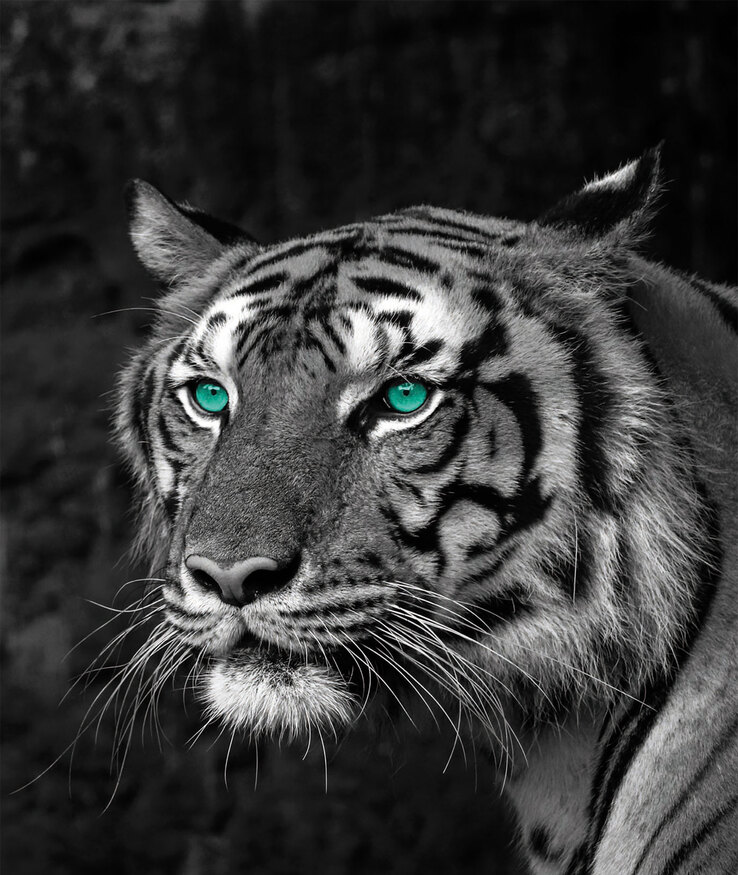 Keilrahmen Tiger 118 x 140