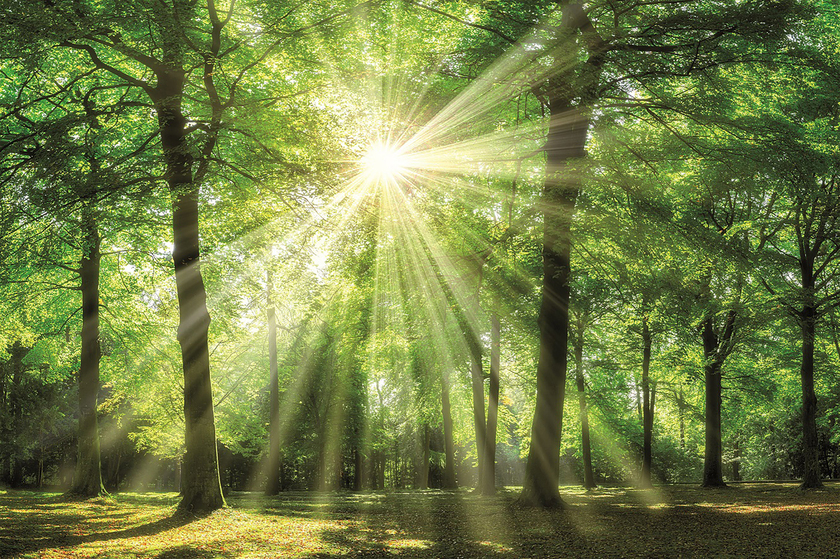 Kunstdruck auf Keilrahmen WALD 90X60CM