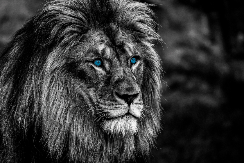 Kunstdruck auf Keilrahmen LÖWE MIT BLAUEN AUGEN 90X60CM