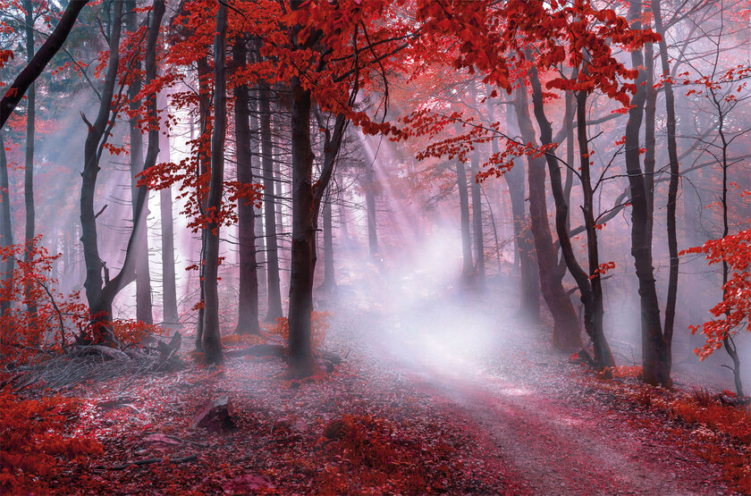 Keilrahmen mystischer Wald 118 x 78