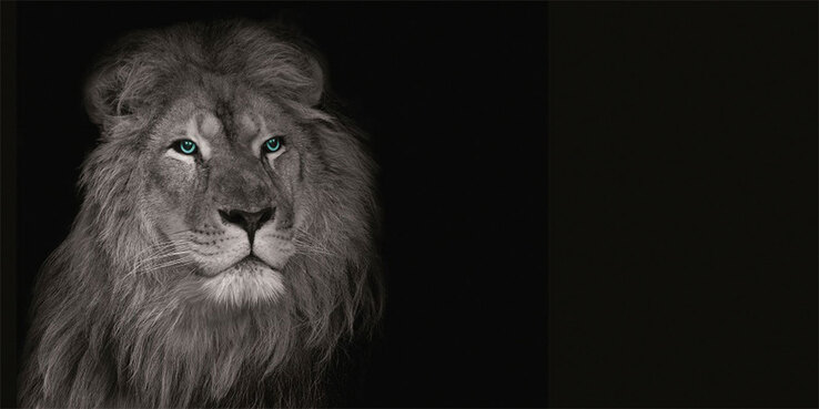 Keilrahmen Löwe 100 x 50