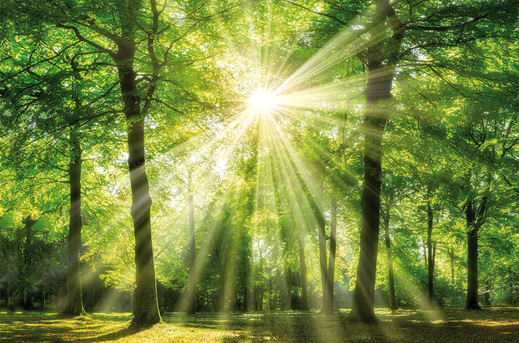 Keilrahmen grüner Wald 118 x 78