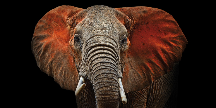 Kunstdruck auf Keilrahmen ELEFANT 100x50cm