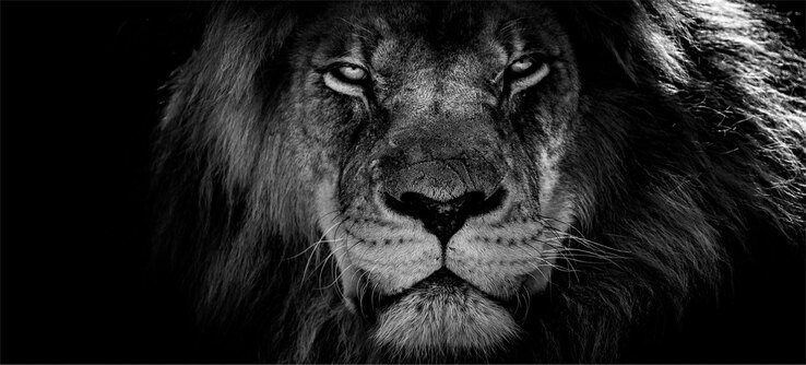 Keilrahmen Löwe schwarz/weiß 200 x 90