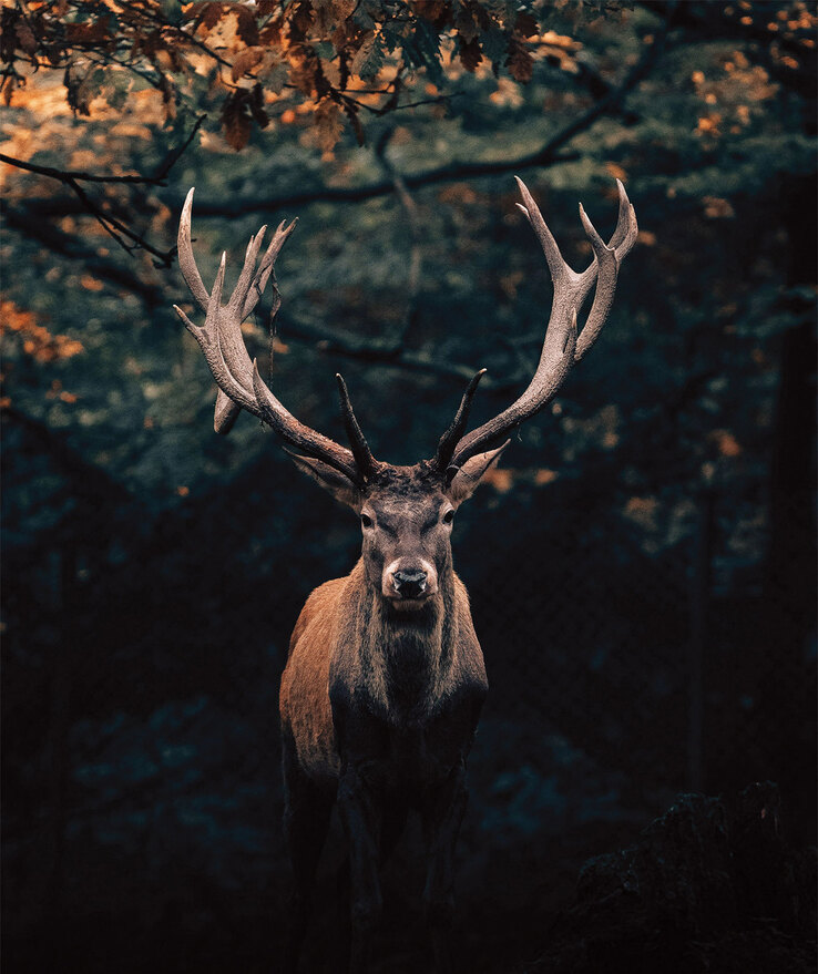 Keilrahmen Hirsch 118 x 140