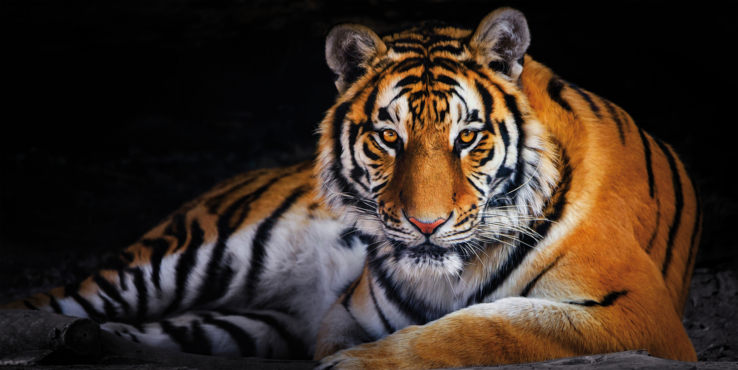 Kunstdruck auf Keilrahmen TIGER 100x50cm