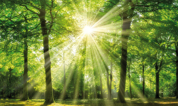 Keilrahmen grüner Wald 150 x 90