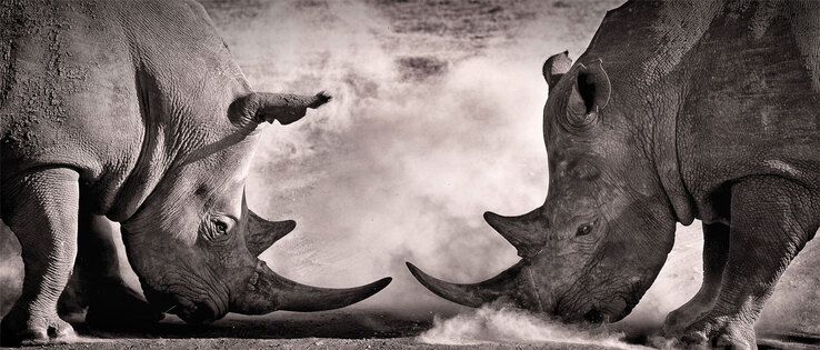 Keilrahmen Nashörner 140 x 60