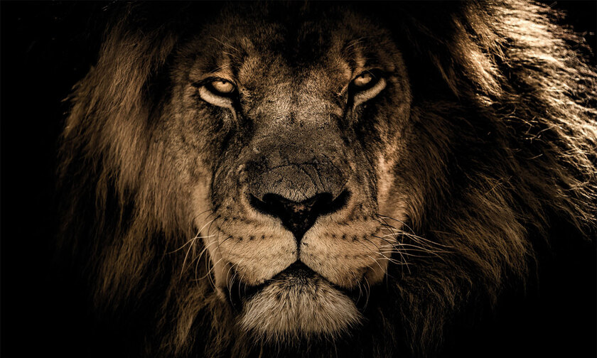 Kunstdruck auf Keilrahmen Löwe 150 x 90