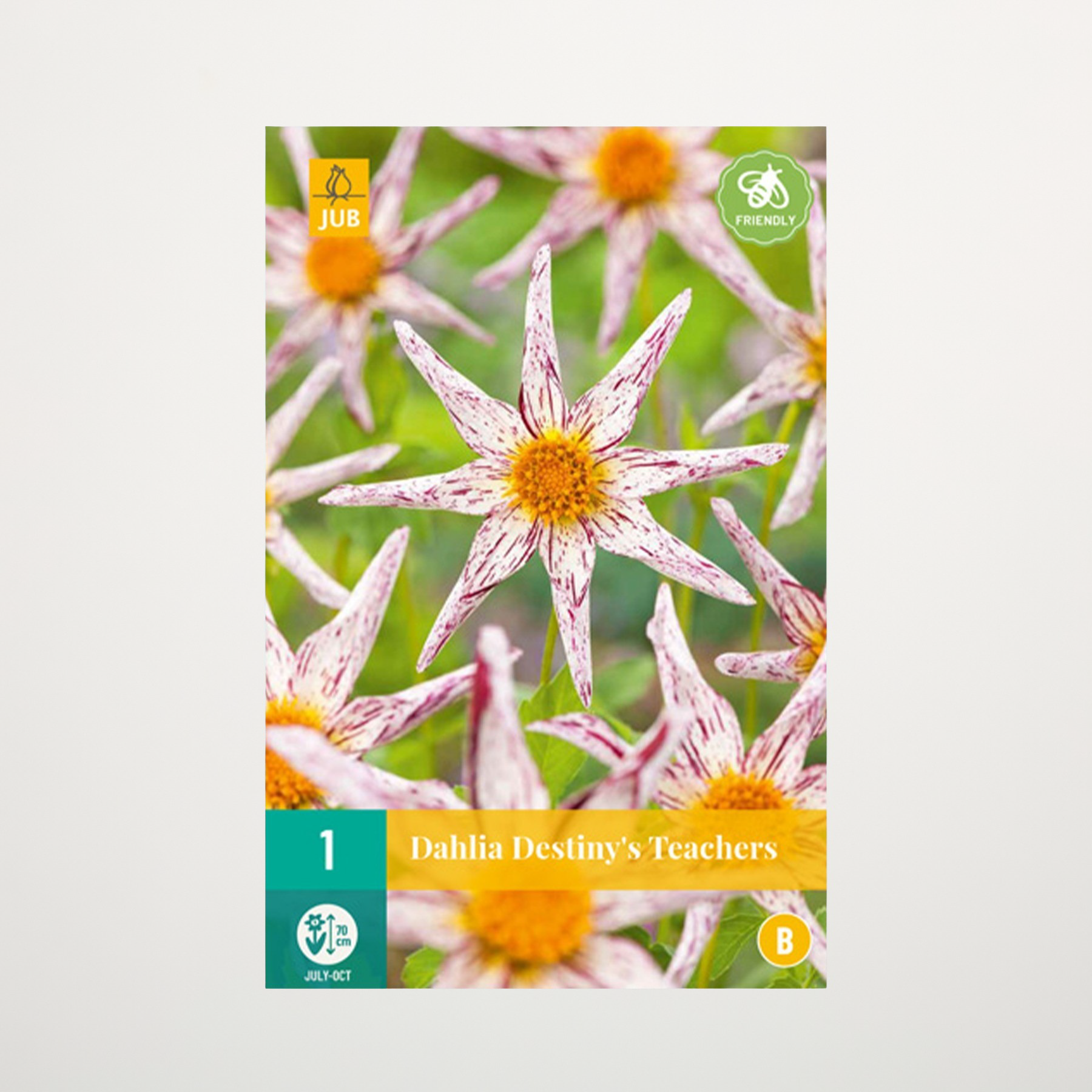 Orchideen-Dahlie 'Destiny's Teachers' - Knolle
