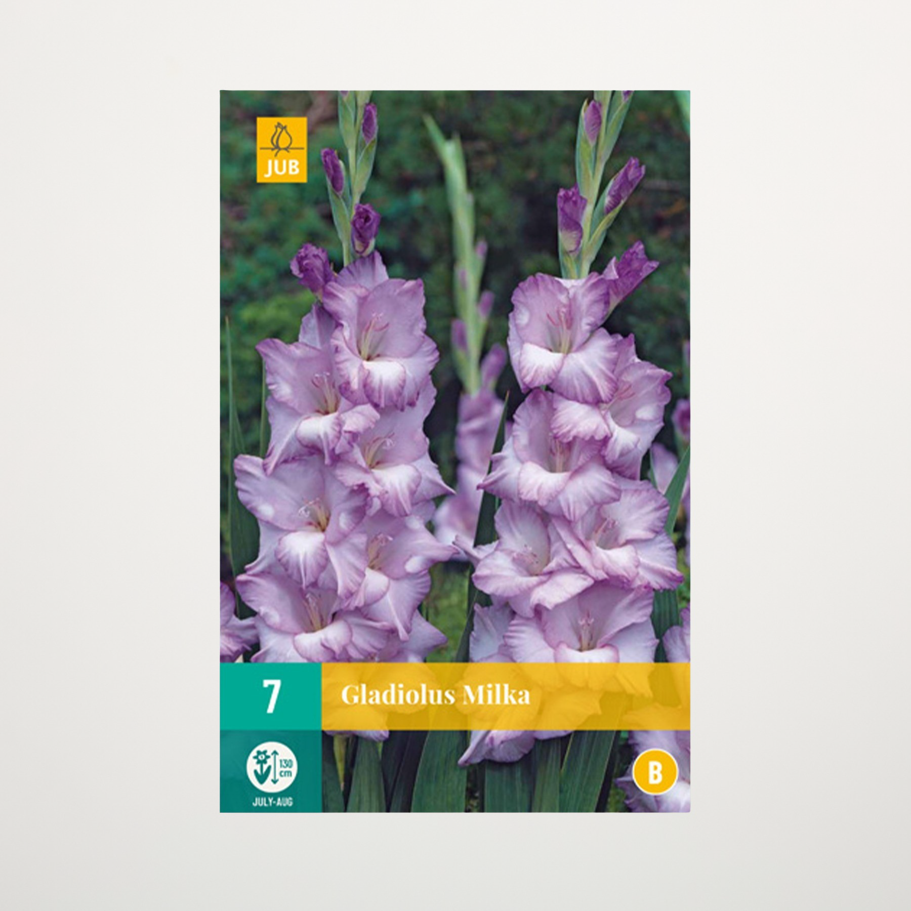 Gladiole 'Milka' - 7 Knollen