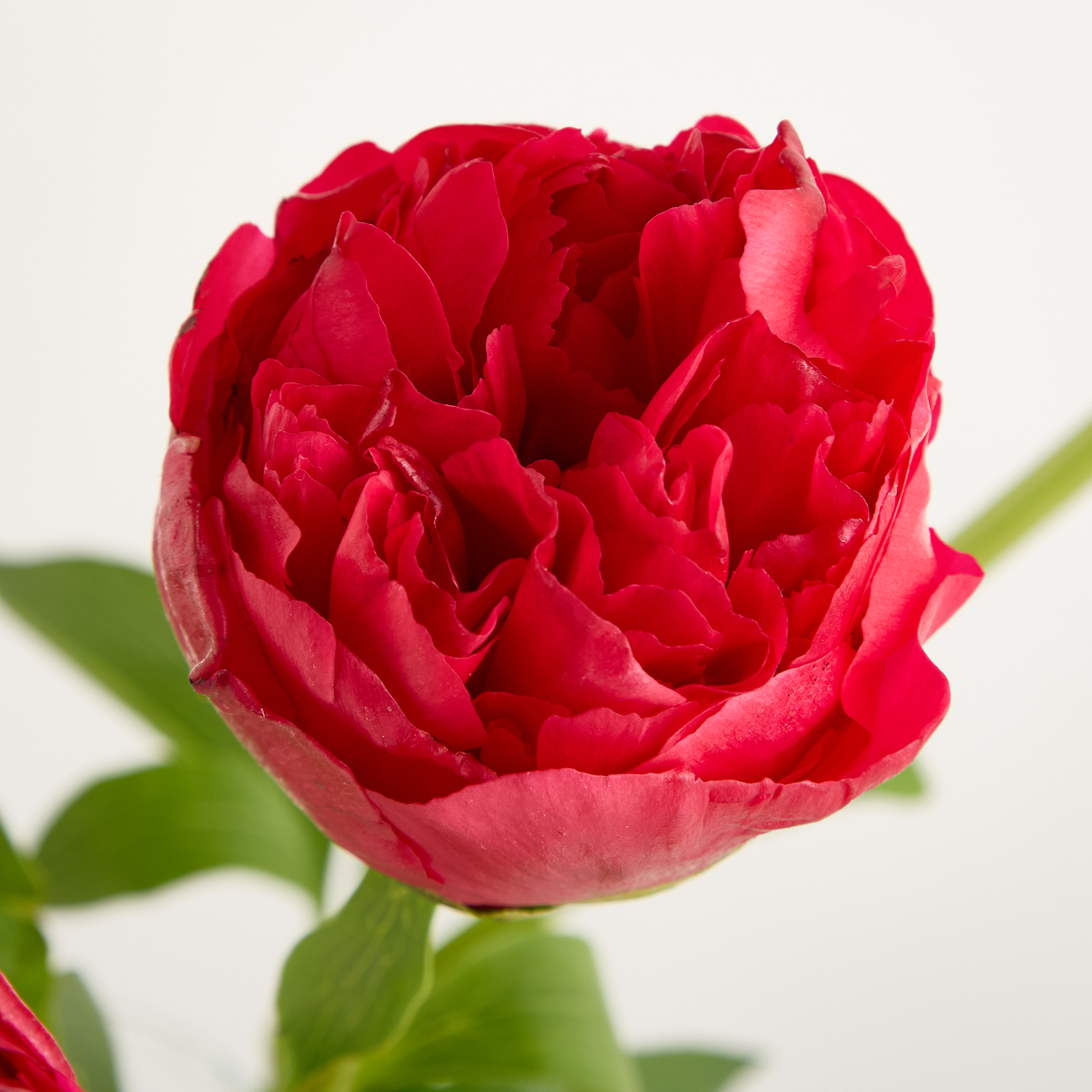 Pinke Pfingstrosen 'Command'