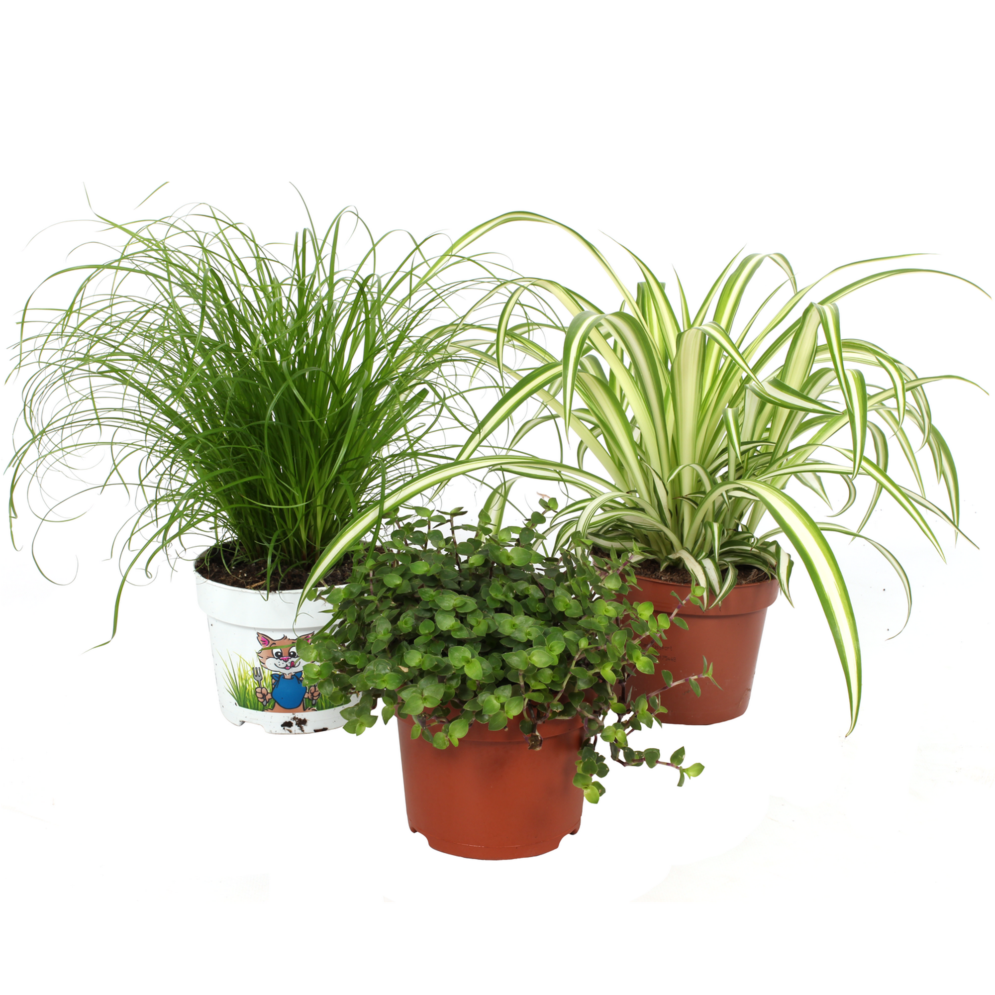 Tierfutter Pflanzen 12 cm Topf 3er-Set