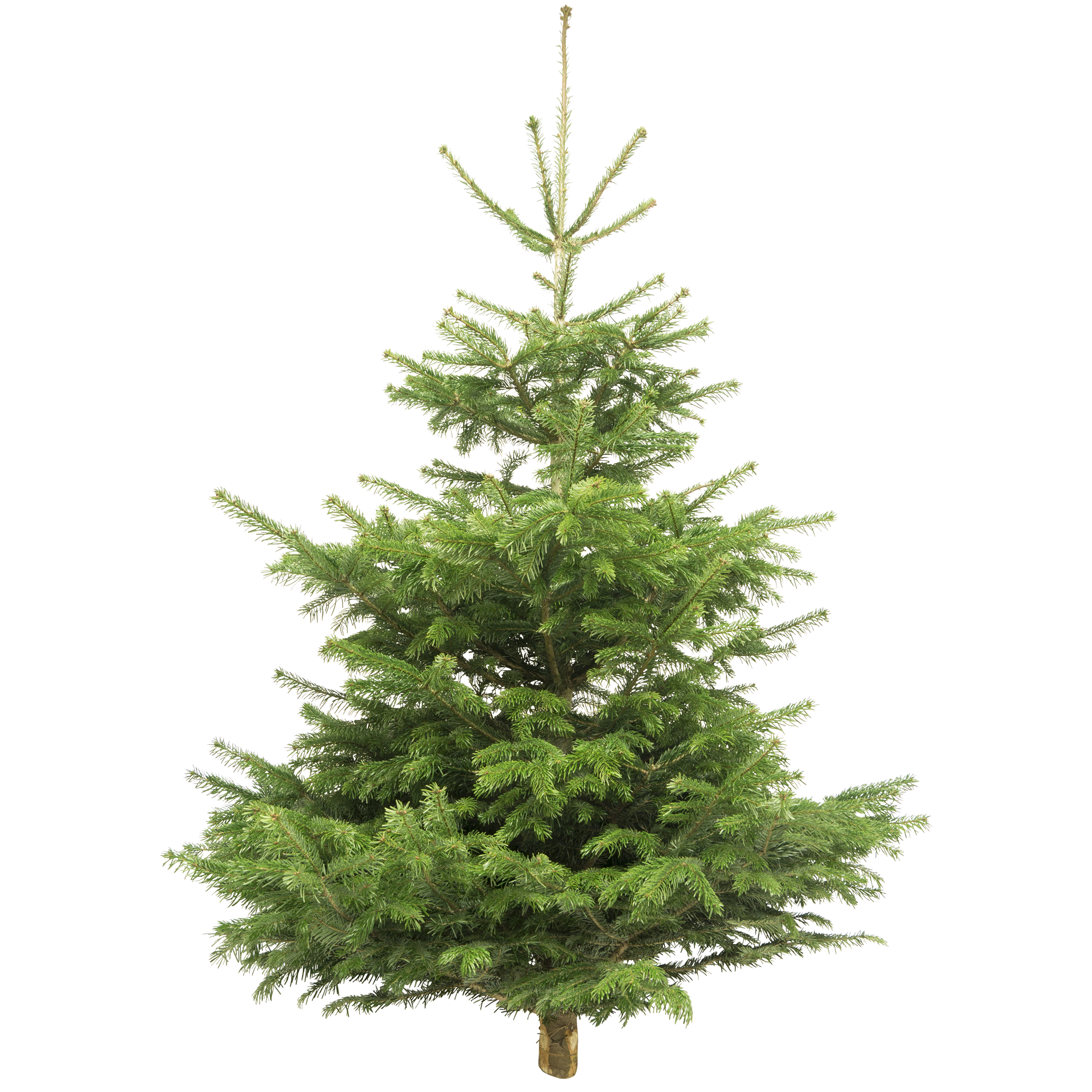toom Weihnachtsbaum Nordmanntanne gesägt 130-150 cm