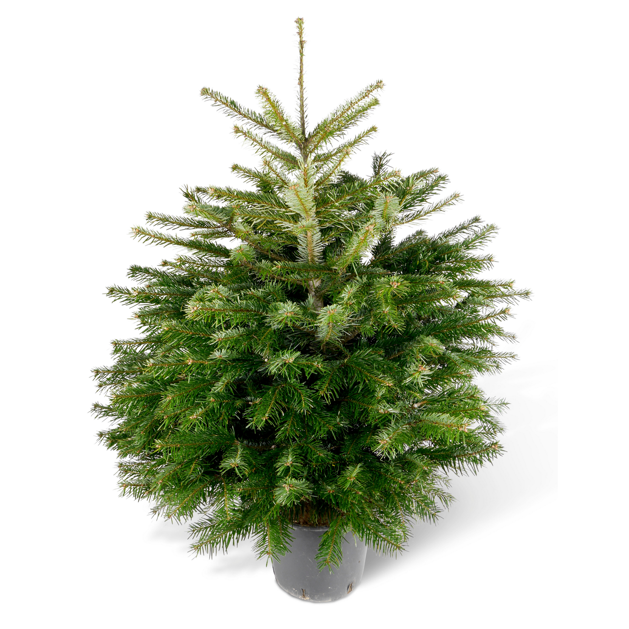 toom Weihnachtsbaum Nordmanntanne topfgedrückt 100-125 cm