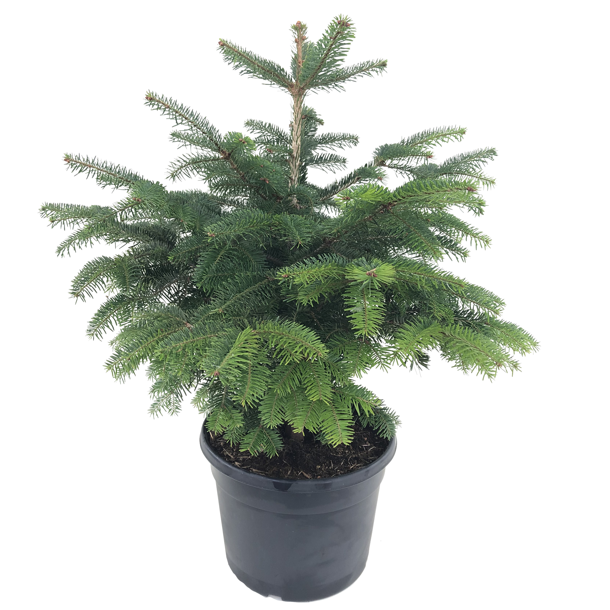 blu Bio-Nordmanntanne topfgewachsen 30 cm Topf