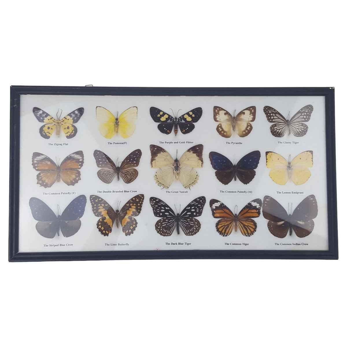 12 Schmetterlinge im Rahmen Sammlung Deko Insects & Butterflies