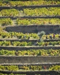 Pintas 2016 Magnum Rotwein