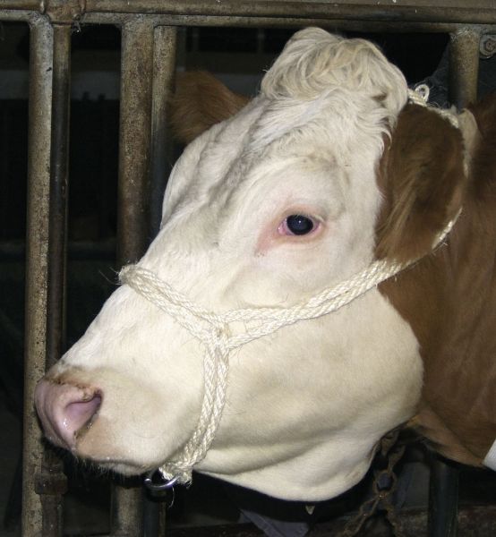 10x Kuhhalfter Sisal, natur, mit Ring, Sisalhalfter für Rinder und ...