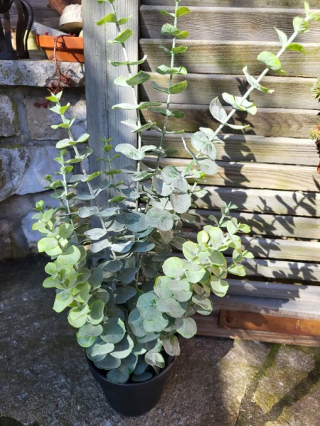 Eukalyptus im Topf (künstlich)
