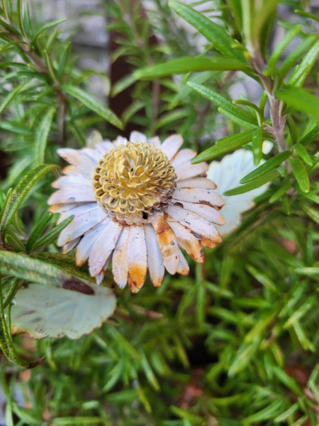 Vintage Topfstecker Blüte, rosa